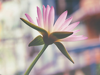 pink petaled flower close-up photo thumbnail