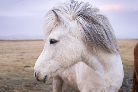 white horse looking sideway thumbnail