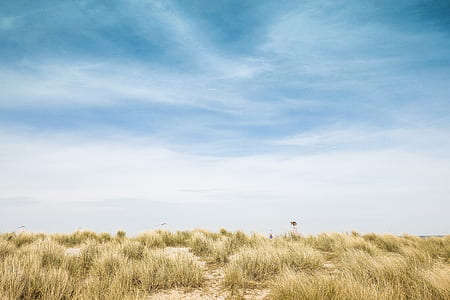 grass field under blue sky thumbnail