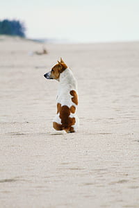 selective focus photography of short-coated tan and white dog sitting on seashore thumbnail