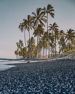 coconut tree in shoreline thumbnail