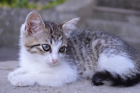 selective focus photography of medium fur white and gray kitten thumbnail