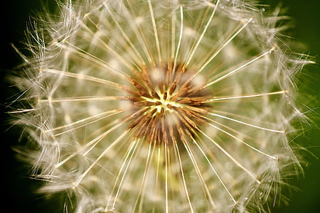 closeup of white dandelion thumbnail