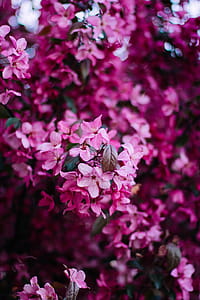 Selective Photo Pink Flowers thumbnail