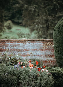 red, orange, and pink dahlias near brown brick wall at daytime thumbnail