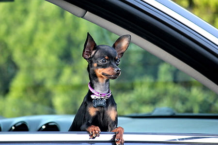 adult smooth black and tan Chihuahua leaning on vehicle window thumbnail