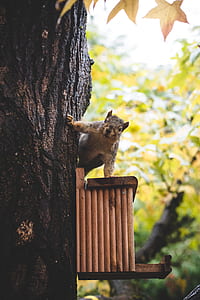 brown squirrel staring at the camera thumbnail