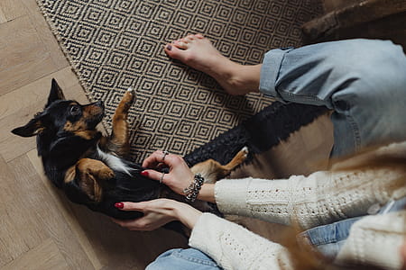 Petting the little cute dog thumbnail