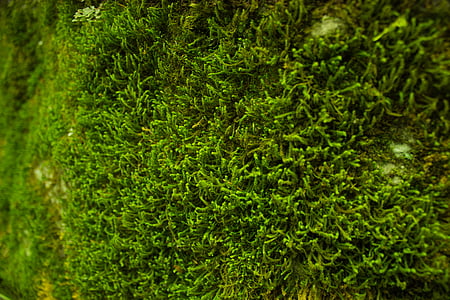 green and brown leaf plant thumbnail