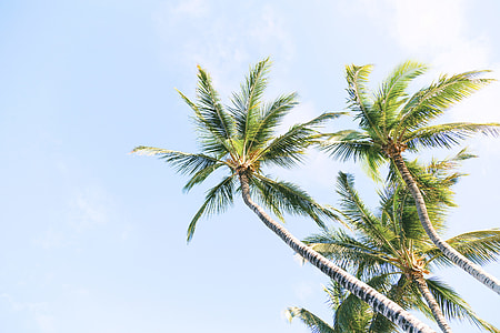 low-angle photography of palm trees thumbnail