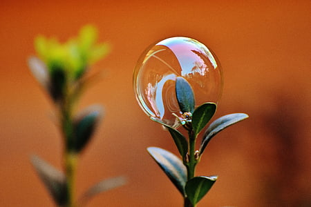 bubble on green leafed plant thumbnail