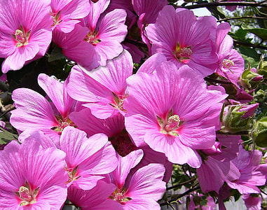 closed-up photo of pink petaled flower thumbnail