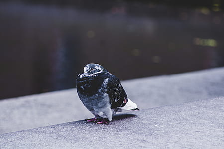 selective focus photography of black and white short-beak biwrd thumbnail