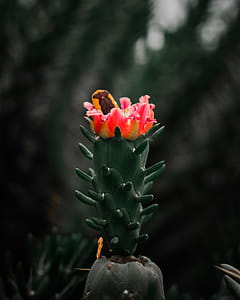 Selective Focus Photography of Pink Cactus Flower thumbnail