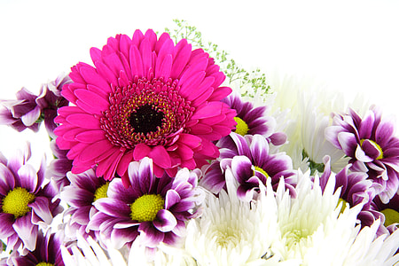 purple, white, and pink flowers thumbnail