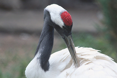 Japanese Crane, Ussuri Crane thumbnail