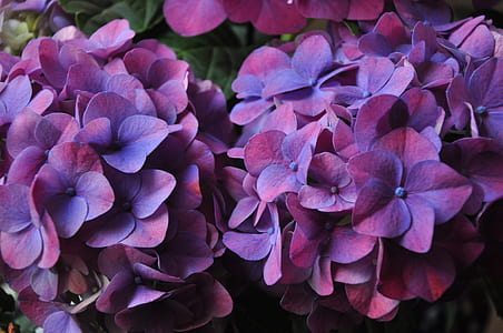 purple-and-pink hydrangeas closeup photo thumbnail