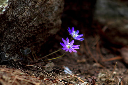 purple flowers thumbnail