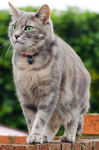 brown tabby cat on brown wall thumbnail
