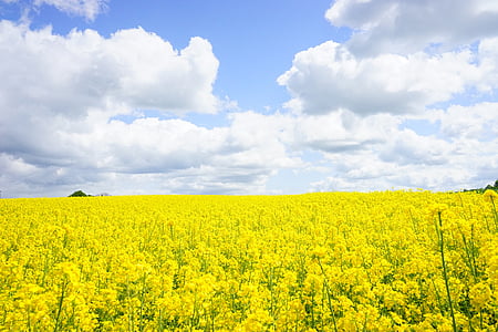 yellow rapeseed flower field at daytime thumbnail