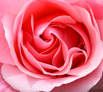 macro photography of pink flower thumbnail