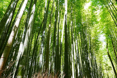 green bamboo trees under white sky at daytime thumbnail