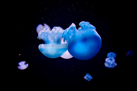 blue jellies thumbnail
