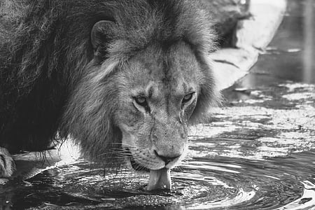 lion drinking water on ground thumbnail