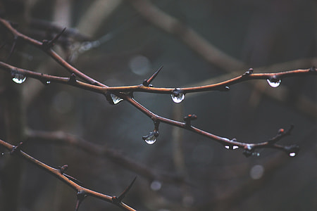 brown thorny plant stems with water droplets thumbnail