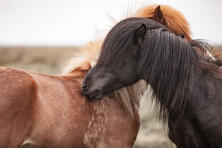 two brown and black horses thumbnail
