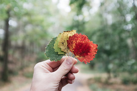 person holding assorted leaves thumbnail