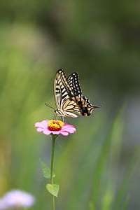 selective focus photography of Eastern tiger swallowtail butterfly on pink petaled flower thumbnail