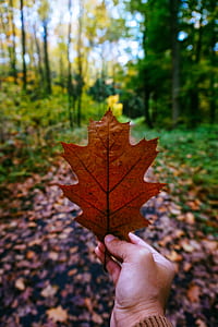 leaf, autumn, maple thumbnail
