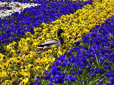 male mallard duck standing on field of flowers thumbnail