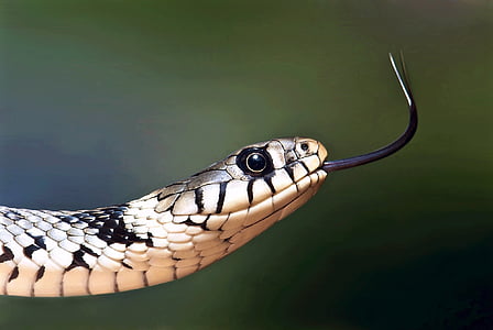 shallow focus photography of beige and black snake thumbnail