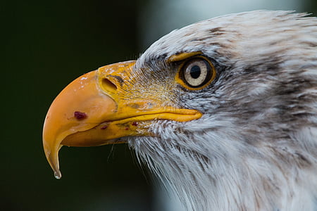 close up photograph of eagle thumbnail