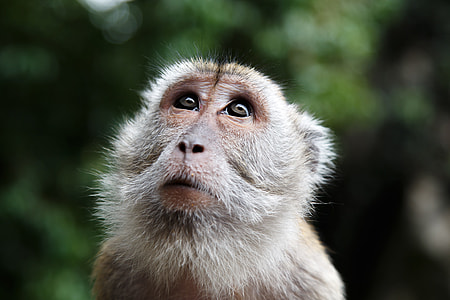 gray Monkey in macro shot photography thumbnail