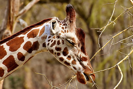 closeup photo of giraffe eating tree branch thumbnail
