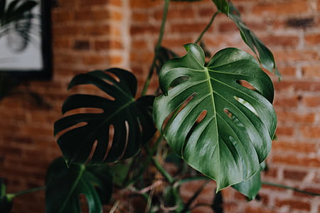 Green leaves of Monstera plant growing at home thumbnail