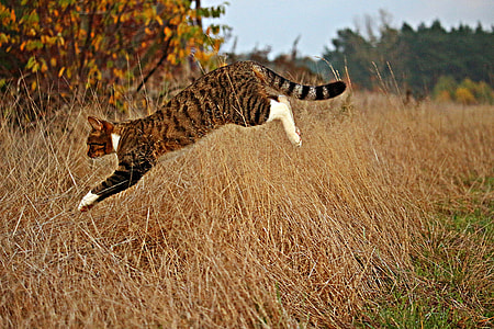 photo of cat jumping on grass thumbnail