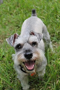 gray miniature schnauzer thumbnail