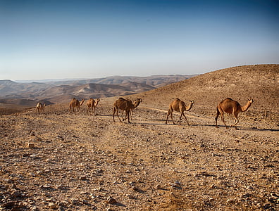six brown camels walking in desert thumbnail