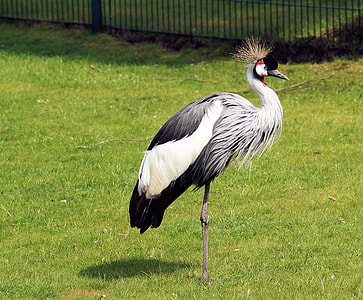Grey Crowned Crane, Balearica Pavonina thumbnail