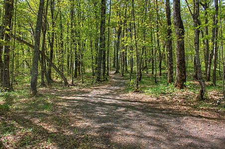 Forest at the top at Mount Arvon, Michigan thumbnail