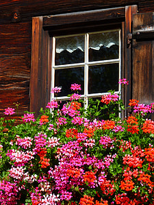 red and pink petaled flower in bloom thumbnail