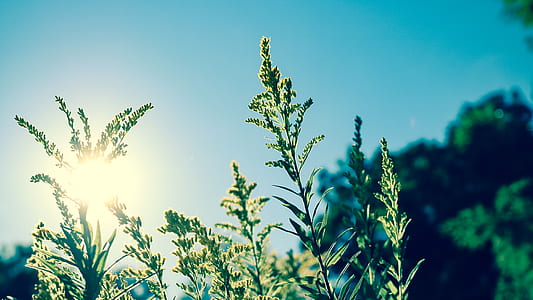 photo of green leafed plant during daytime thumbnail