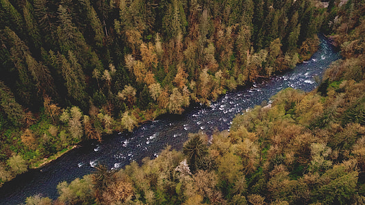 river between forest thumbnail