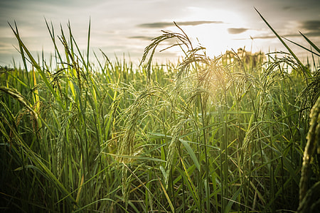green grasses thumbnail