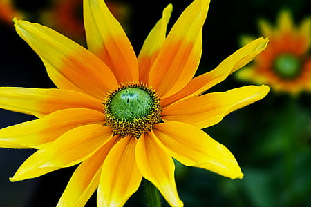 yellow sunflower thumbnail