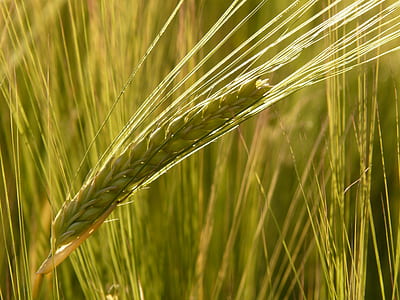 green wheat close-up photo thumbnail